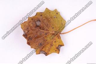 Photo Texture of Leaf 0027